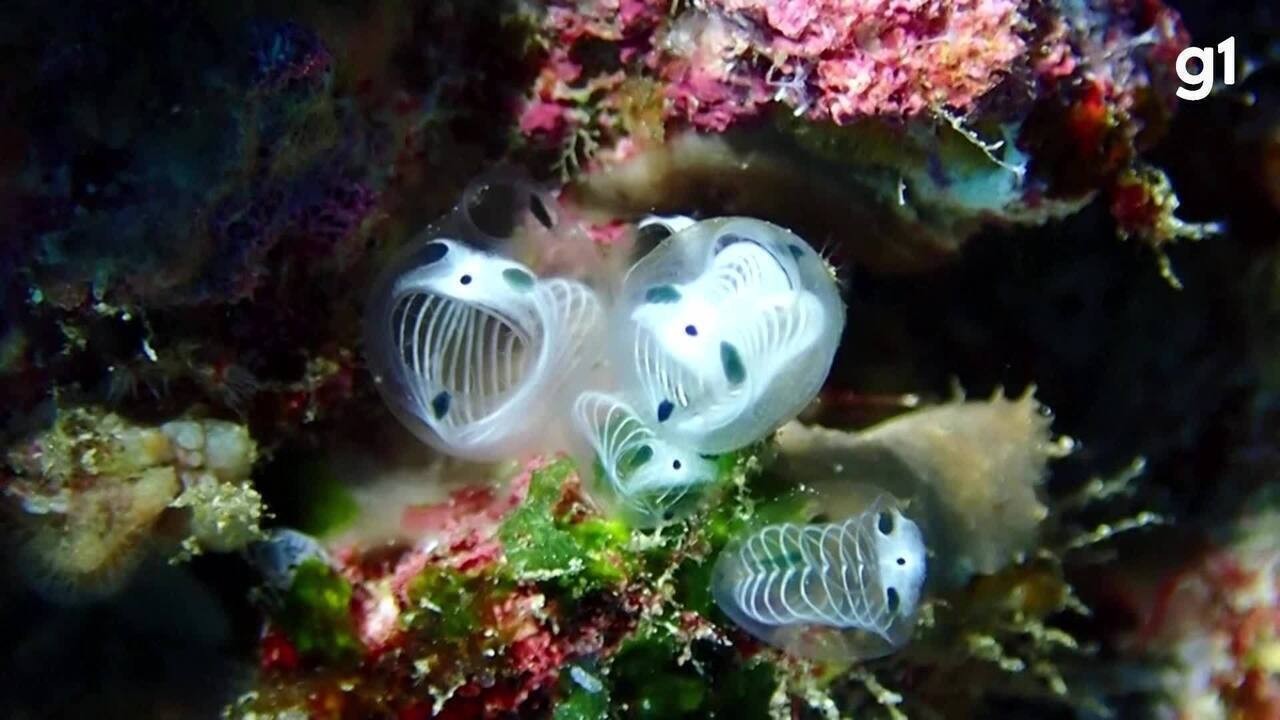Panda-esqueleto-do-mar: a nova espécie marinha descoberta por ...