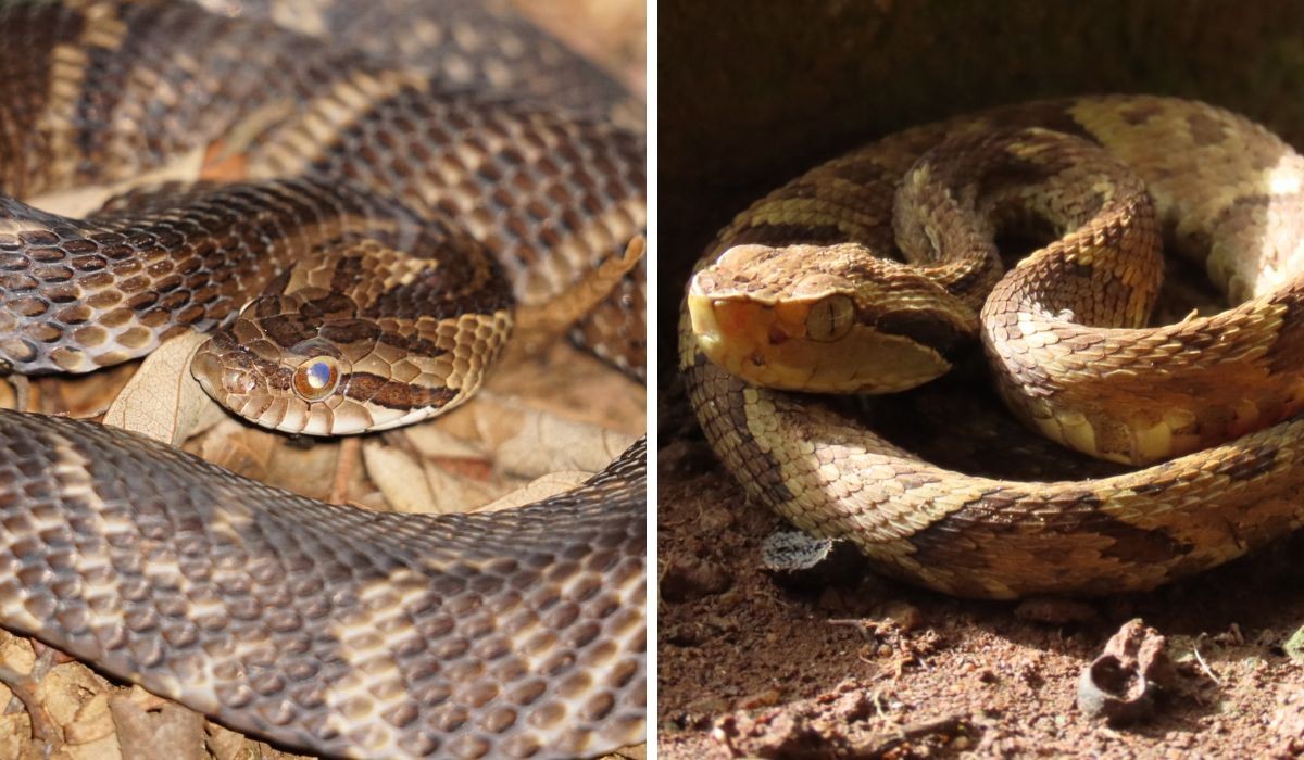 Conheça a serpente que 'finge' ser jararaca para sobreviver