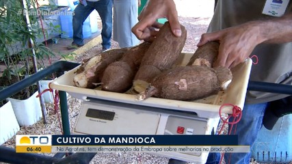 Embrapa apresenta sugestão de melhoria na produção de farinha de mandioca na Agrotins