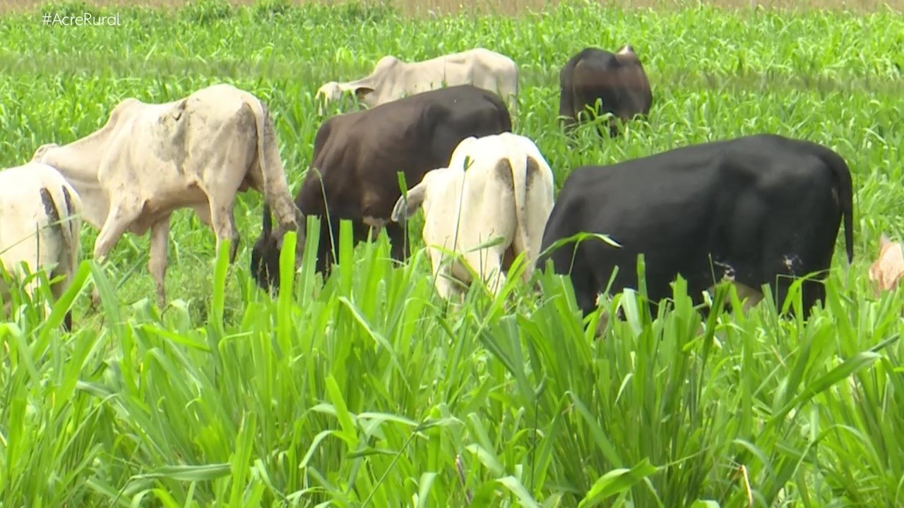 VÍDEOS: Acre Rural deste domingo, 9 de junho de 2024