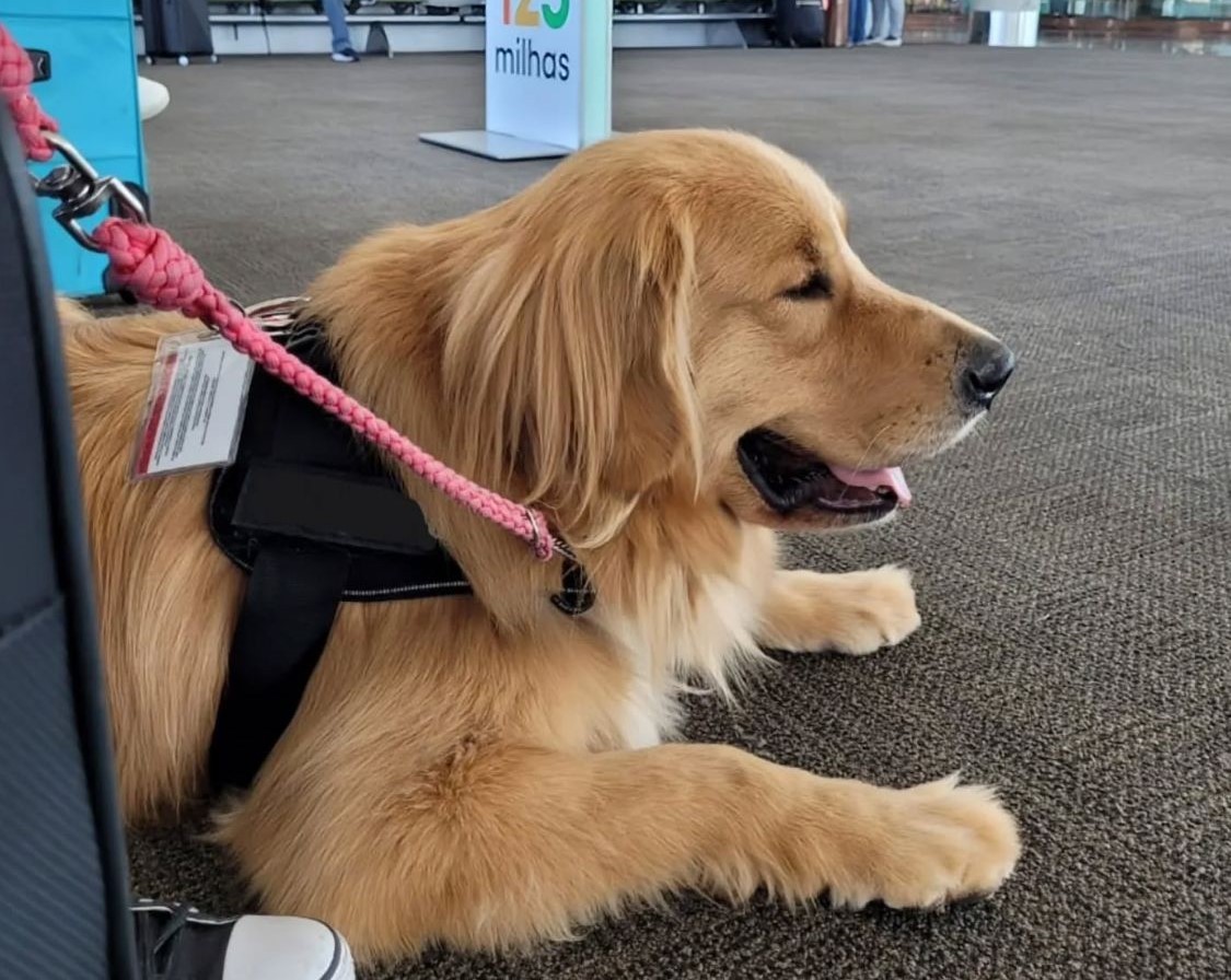 Cães de serviço antecipam crises e salvam vidas de pessoas com diabetes; entenda treinamento