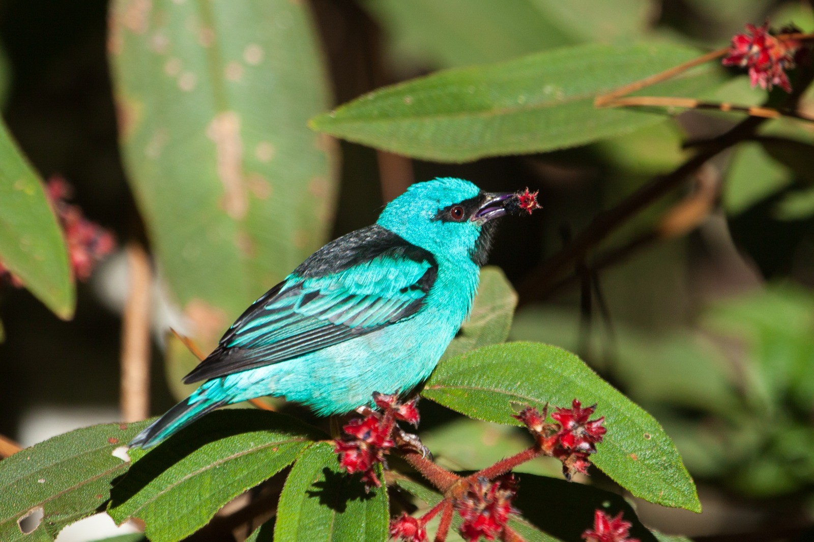 Biodiversidade sofre com incêndios florestais até em áreas que não queimaram, aponta pesquisa