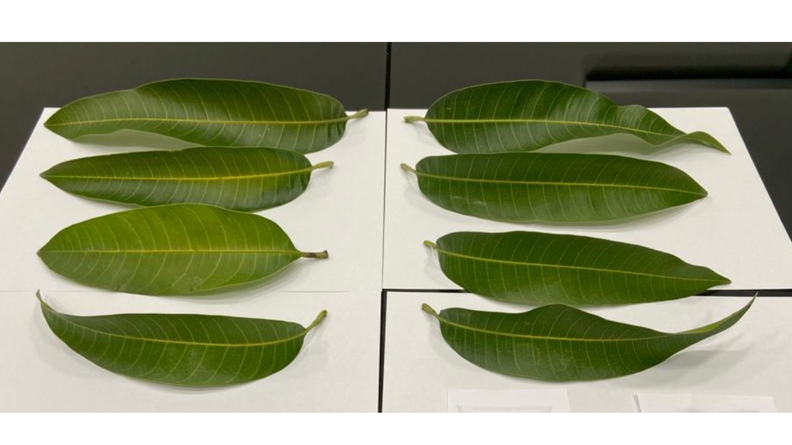 Manejo do protocolo de Nutrimaturação vai da poda à preparação para floração