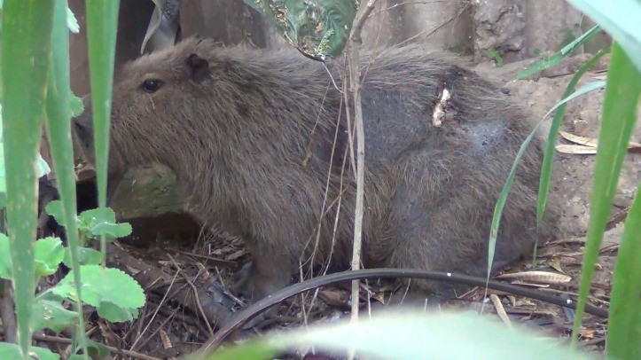 Capivara é resgatada com perfurações no corpo em Taubaté | G1