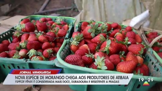 Morango Fênix: produtores de Atibaia iniciam cultivo de nova espécie da fruta - Programa: Jornal Vanguarda 