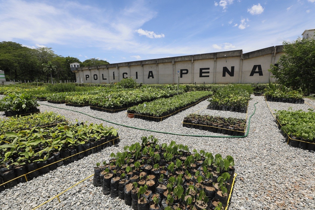 Novo viveiro florestal é inaugurado em presídio de Itaperuna e reforça ações de reflorestamento