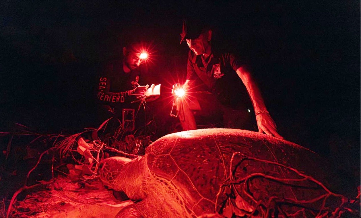 Fernando de Noronha registra queda no número de desovas de tartarugas marinhas