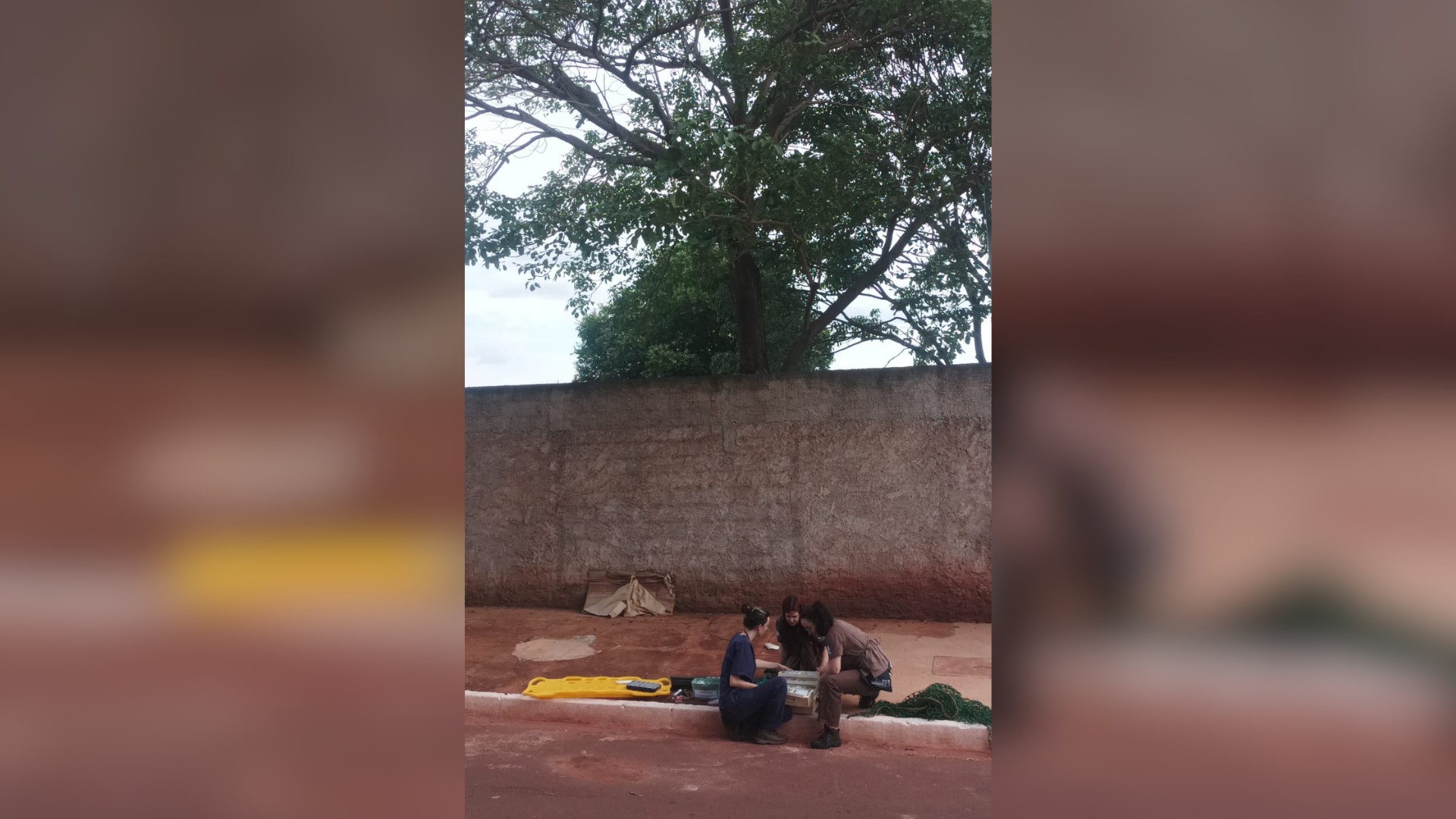 VÍDEO: Após mais de 24h, onça-parda que invadiu quintal é capturada no interior de MG