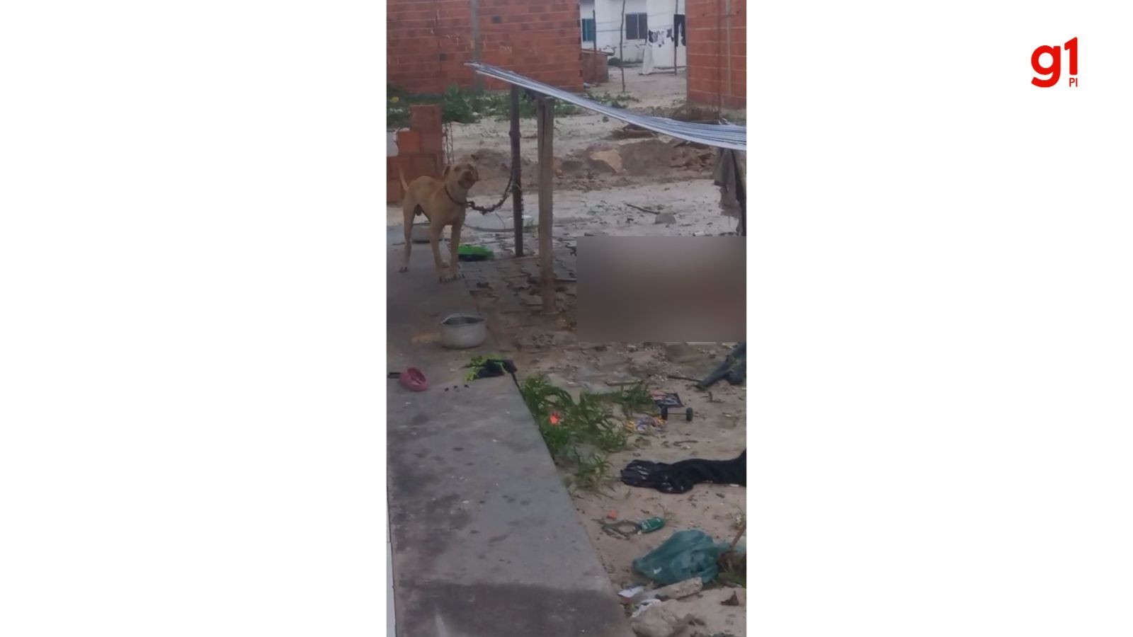 Cachorro acorrentado e sem água morre durante resgate no Piauí; homem é preso por maus-tratos