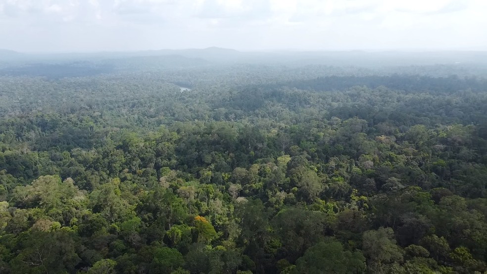 Floresta Nacional do Amapá — Foto: INCT/Divulgação