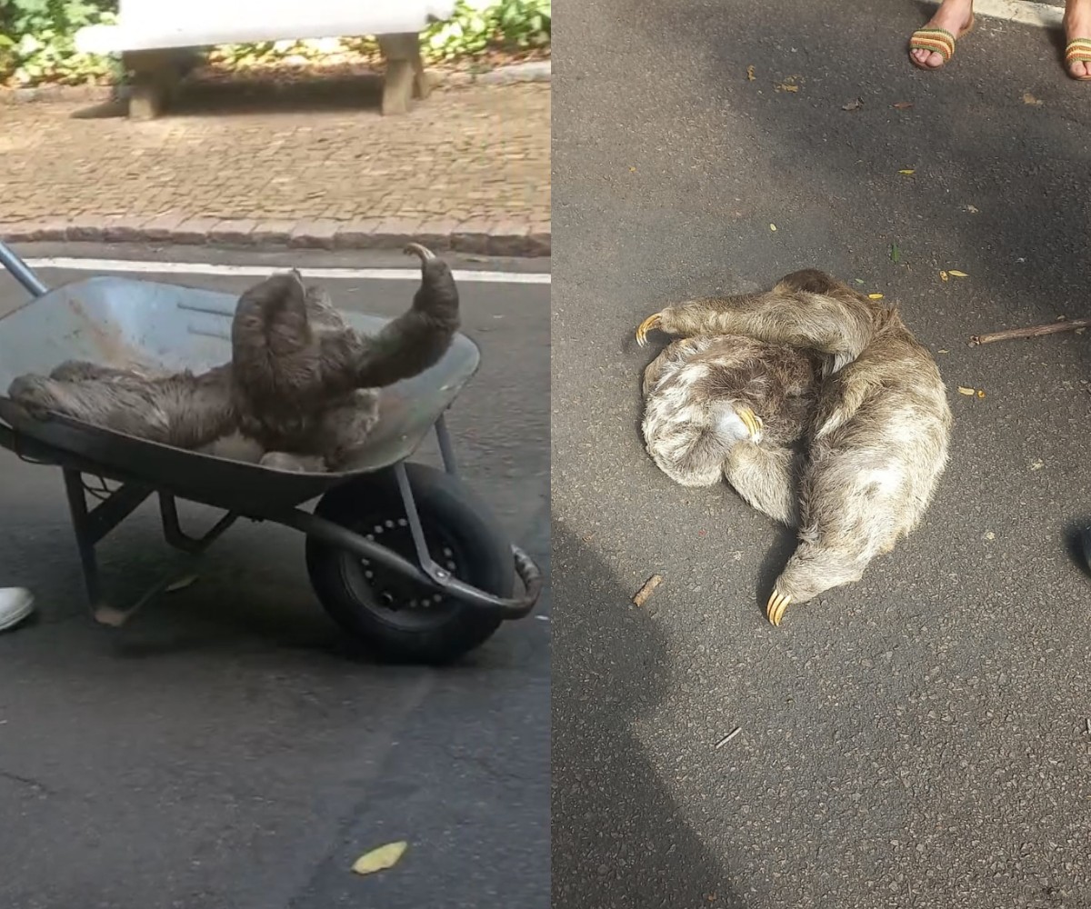 VÍDEO: Bicho-preguiça e filhote são resgatados após queda no Bosque dos Jequitibás, em Campinas