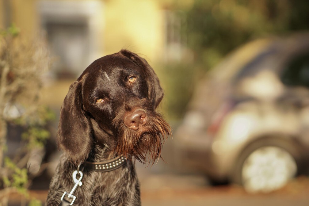 "Sério", finalista do Comedy Pet Photo Awards — Foto: Anna Petro/Comedy Pets