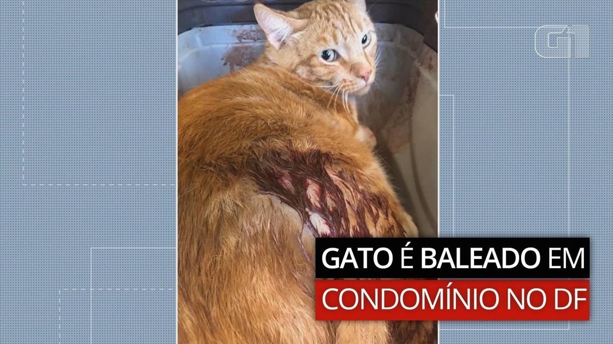 Gato de Botas: Um gato, um viral, um comercial bem legal • B9