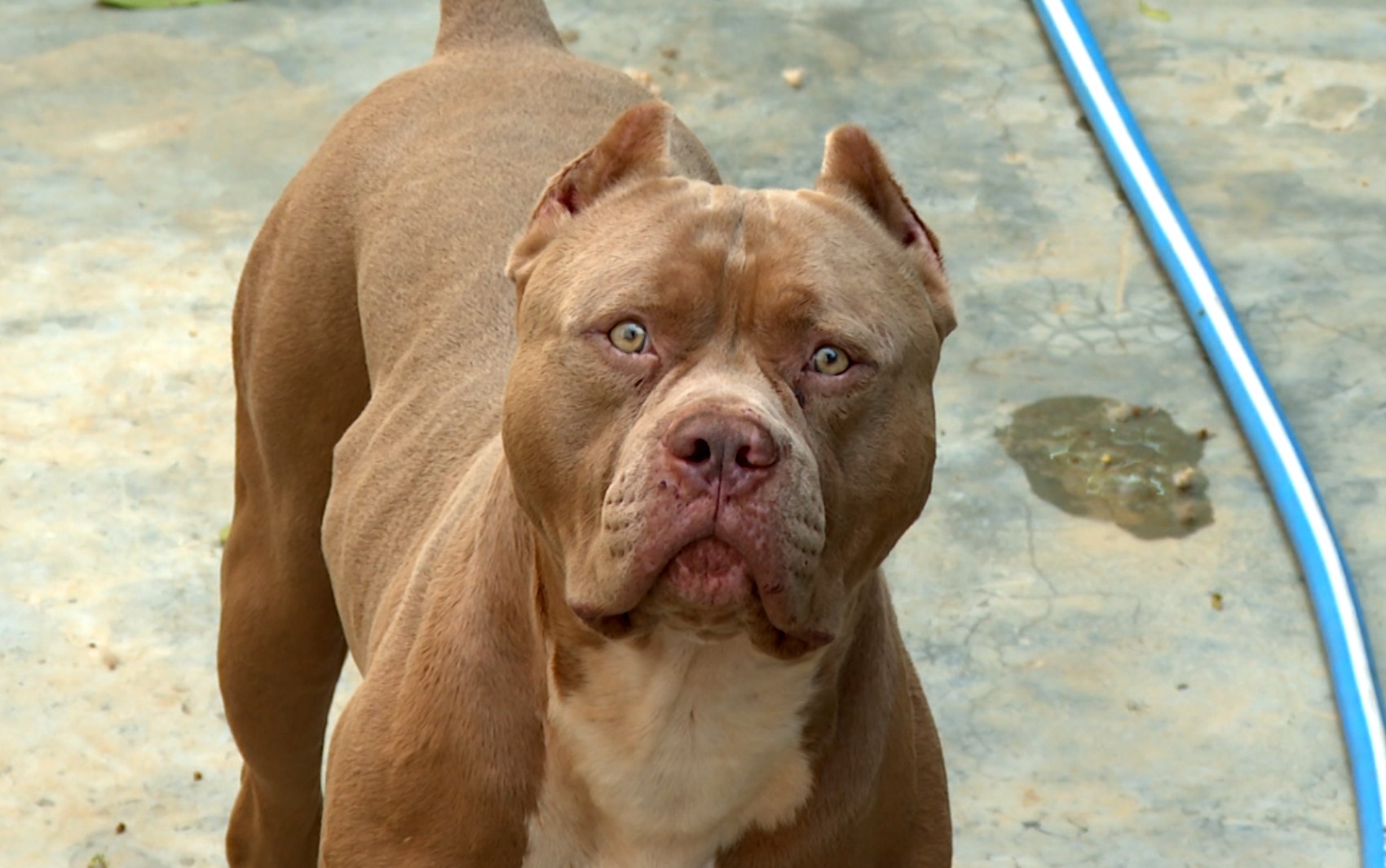 Polícia Civil investiga morte de cadela comunitária atacada por cães da raça Pit Monster em condomínio de MG