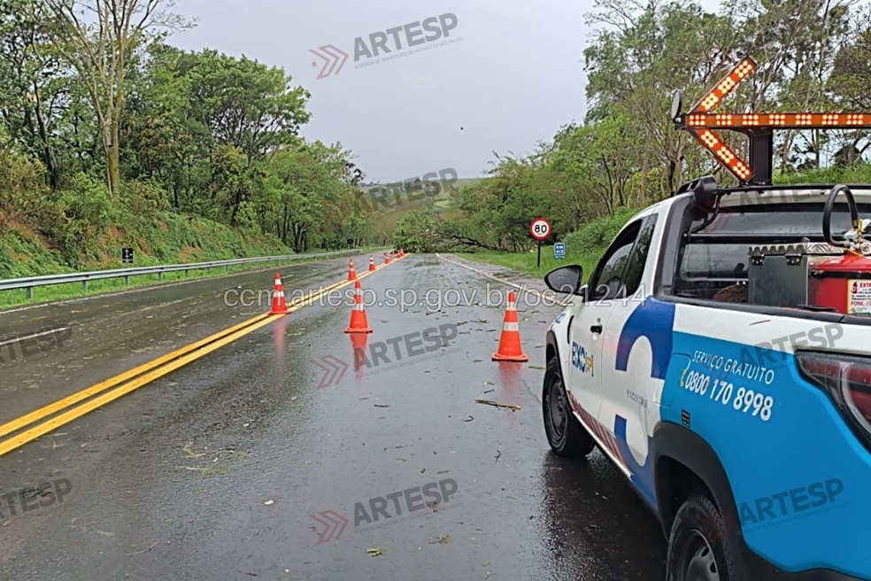 Árvore bloqueia rodovia em Flórida Paulista (SP) — Foto: Artesp/Reprodução