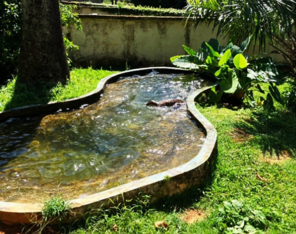 Animais se refrescam com sorvetes nos dias mais quentes — Foto: Reprodução/Redes Sociais Inema