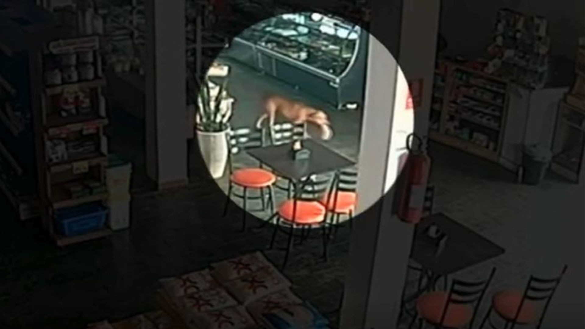 Cadela caramelo é filmada ‘furtando’ pão em padaria; vídeo