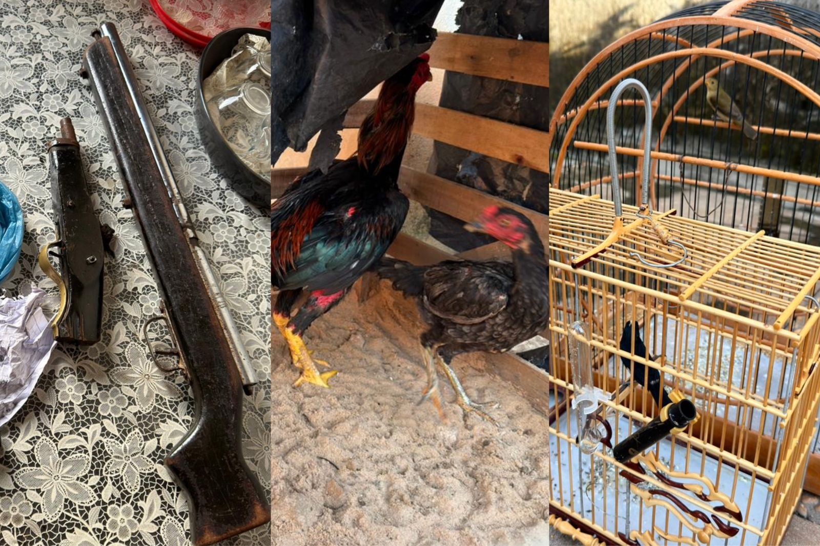 Armas, galo e gaiolas são apreendidos em operação com 56 mandados contra tráfico de drogas no Piauí