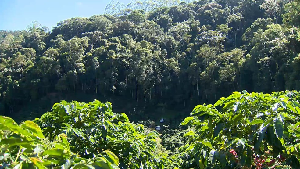 Colheita do café arábica começa no Espírito Santo e produção deve superar em mais de 1 milhão e meio a quantidade de sacas de 2023. — Foto: Ari Melo