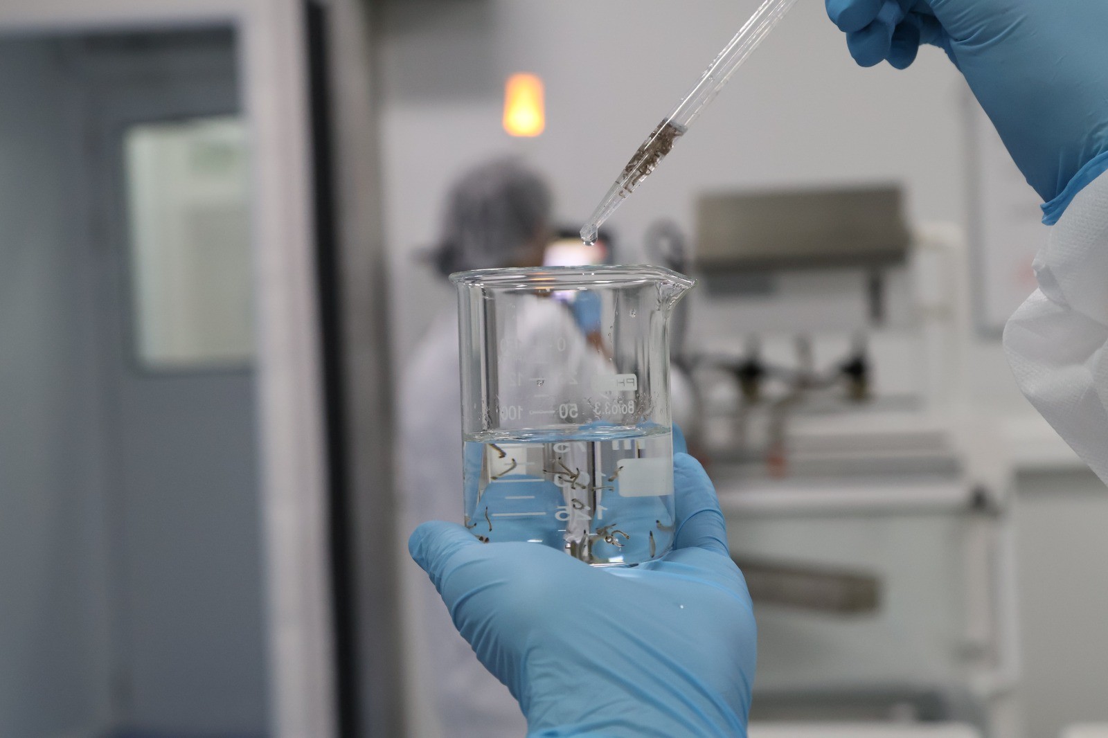 Método Wolbachia: mosquitos ‘modificados’ são usados para combater a dengue em Porto Velho