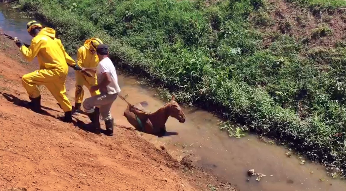 Preso em atoleiro por quase um dia, cavalo é salvo por bombeiros na Grande  BH - Gerais - Estado de Minas