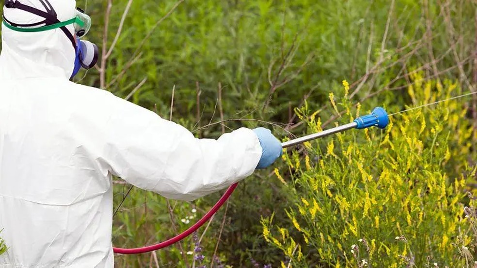 A ambrósia é uma fonte importante de alérgenos do pólen em muitas partes do mundo, que lutam para controlar a planta | Foto: Alamy via BBC