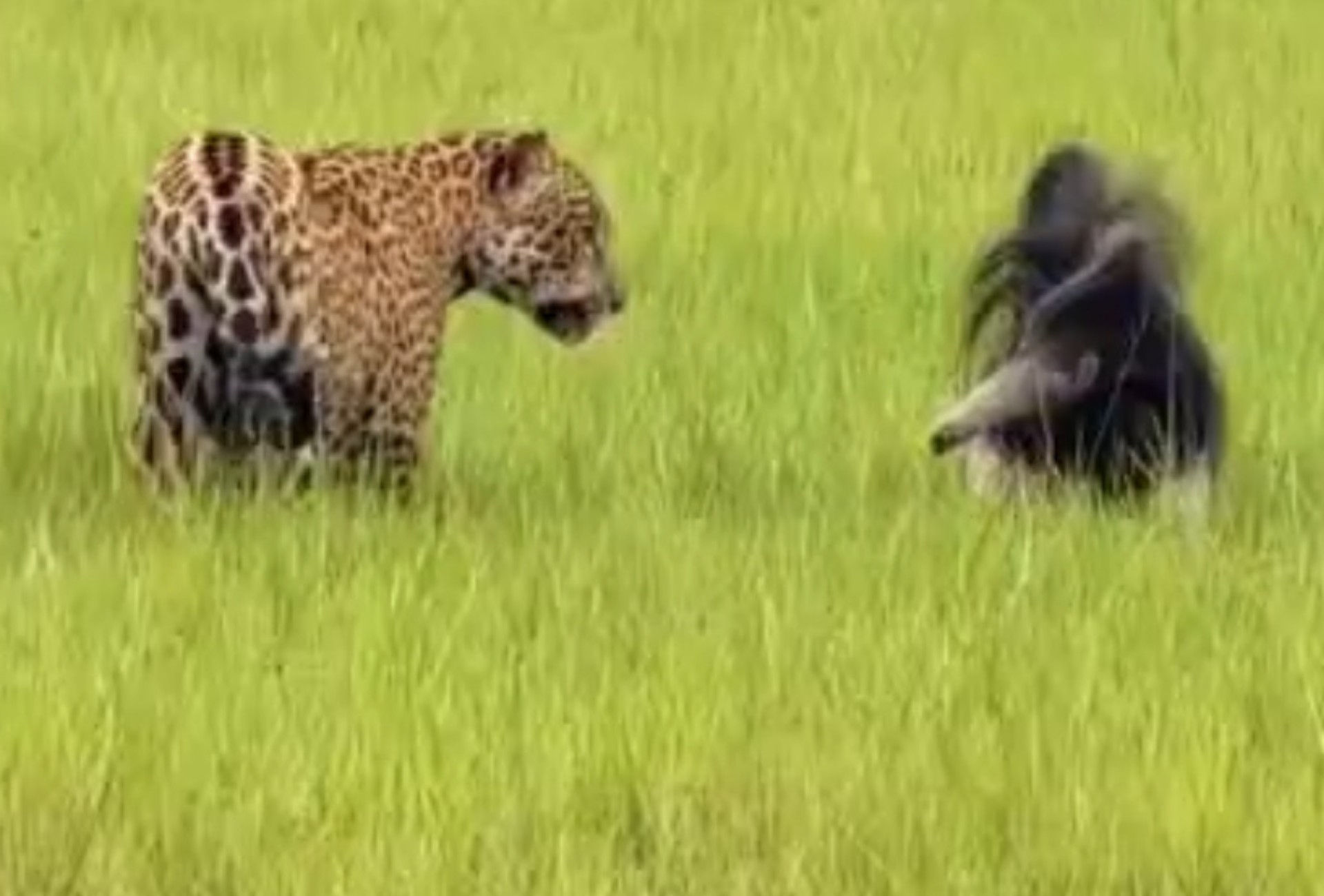 Onça e tamanduá protagonizam encontro raro e 'duelo' em fazenda no Pantanal de MS