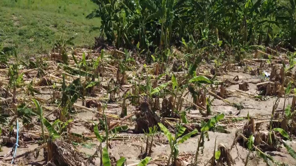 Planta��o de bananas destru�da ap�s rompimento de a�ude no Sert�o da PB � Foto: Beto Silva/TV Para�ba
