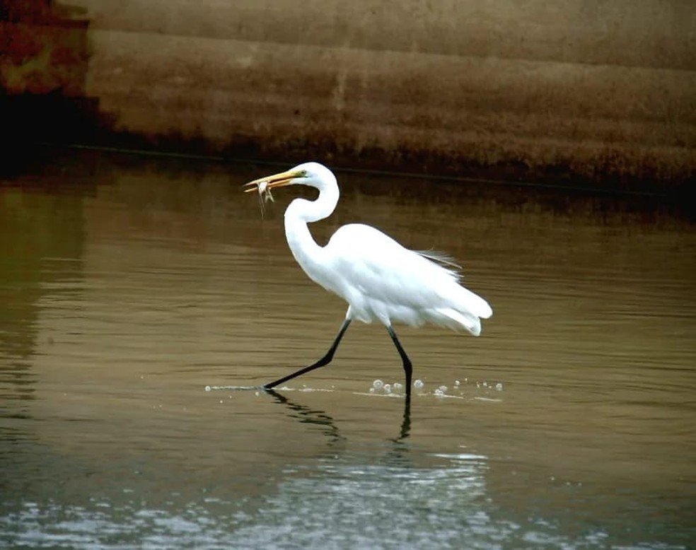 Garça com peixe no bico em Porto Alegre — Foto: Jennifer Domeneghini