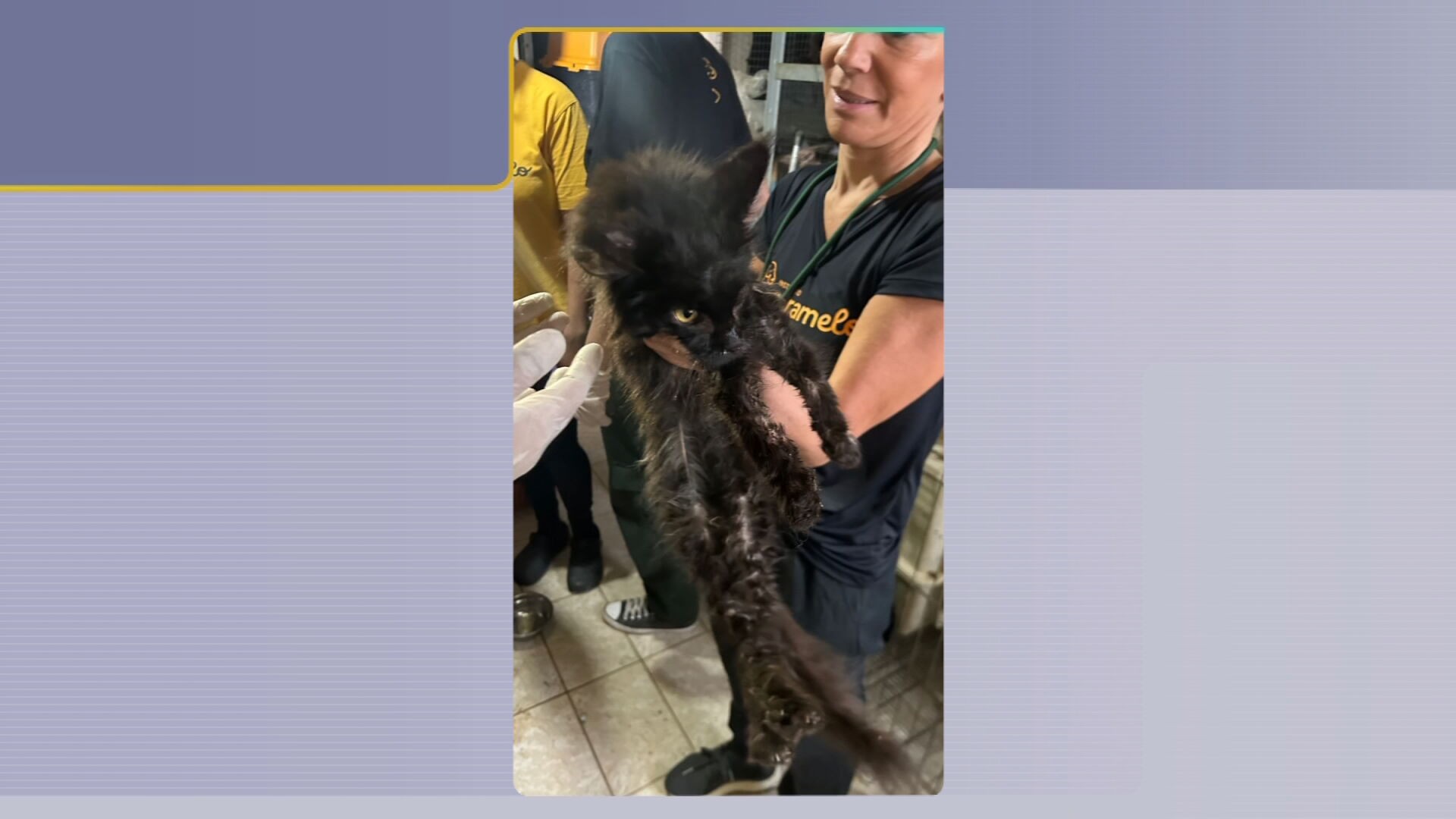 Polícia vai investigar se clínica veterinária estava envolvida com canil clandestino fechado em Jundiaí
