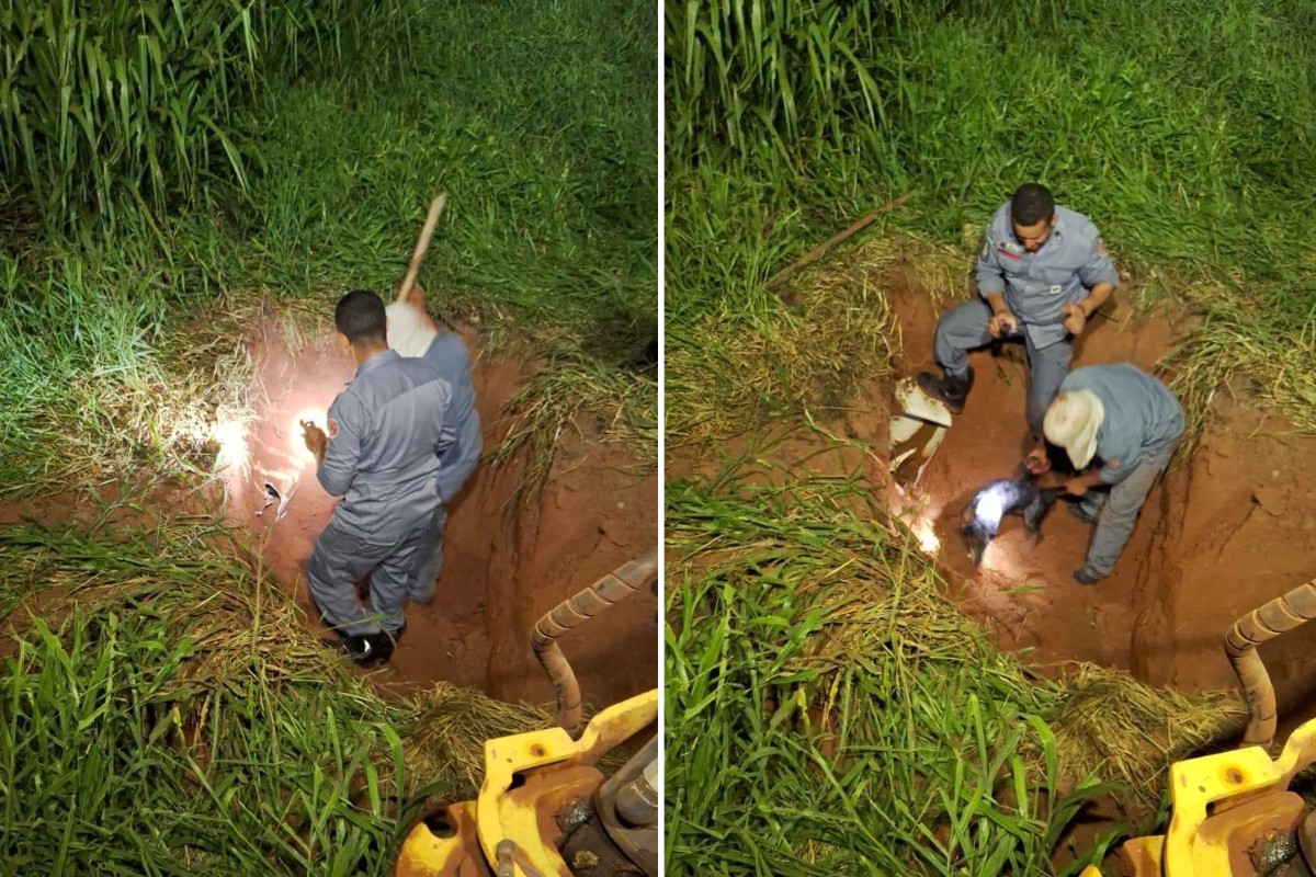 VÍDEO: cão é resgatado após ficar preso em cano de 3 metros de profundidade em Regente Feijó