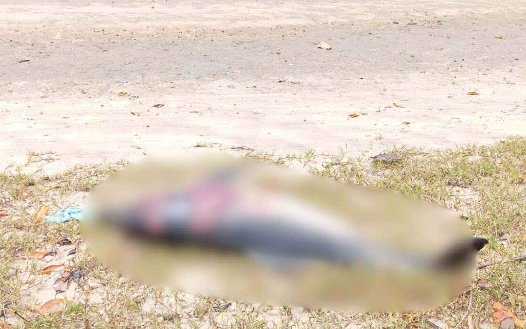 Golfinho é encontrado morto nas margens do Rio Vaza-Barris em Sergipe