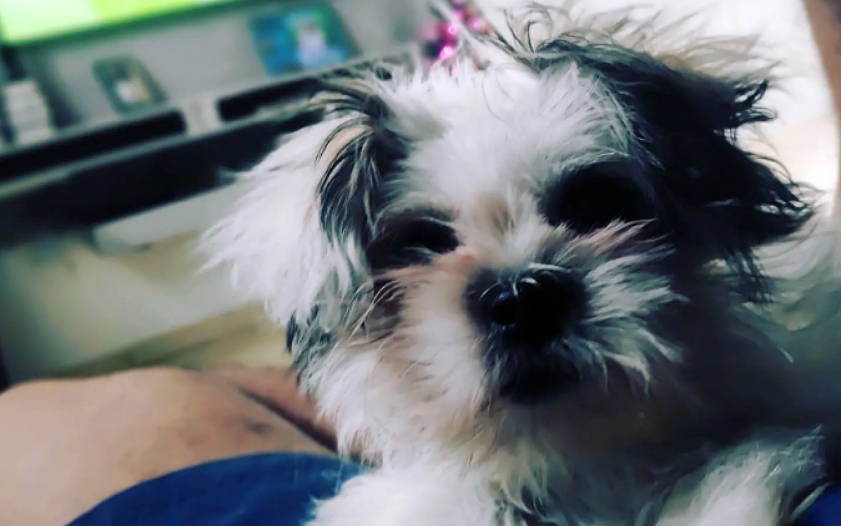 VÍDEO: Cachorro é encontrado preso no para-choque de carro da família após dois dias desaparecido em MG