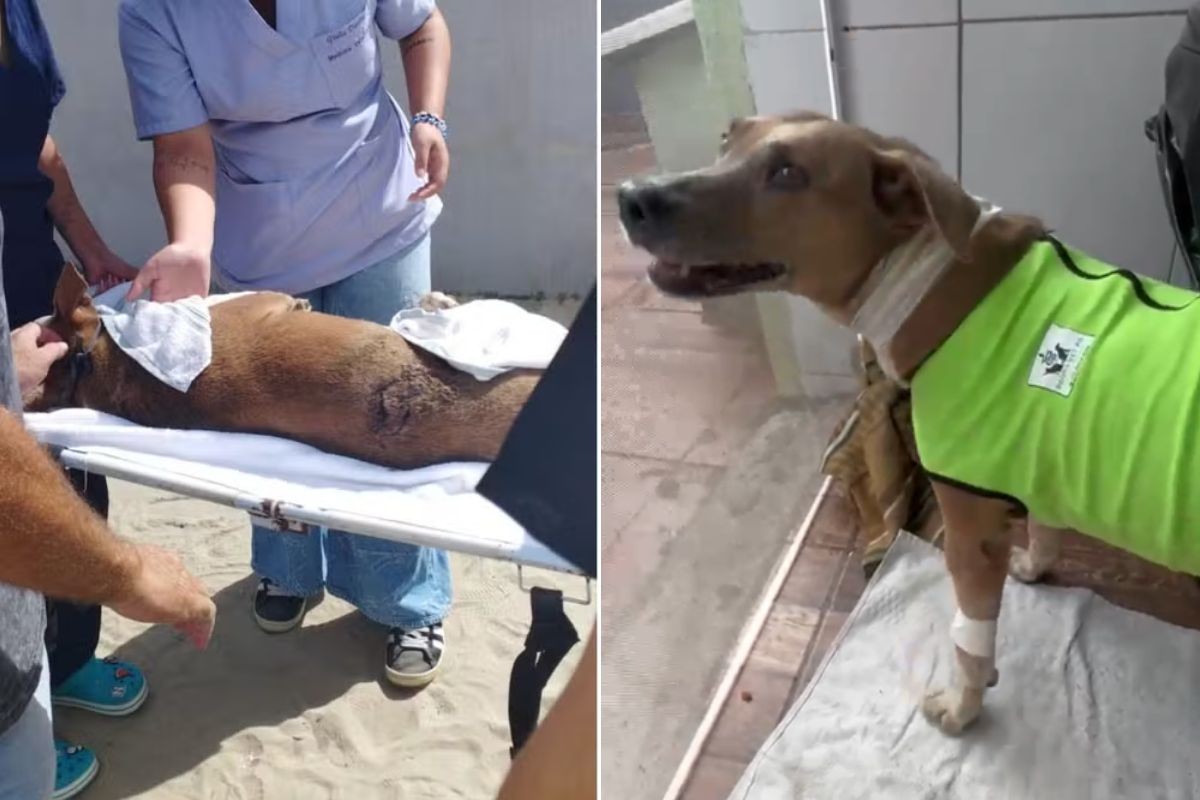 Cadela comunitária esfaqueada em praia de SP sobrevive; veja recuperação após cirurgia