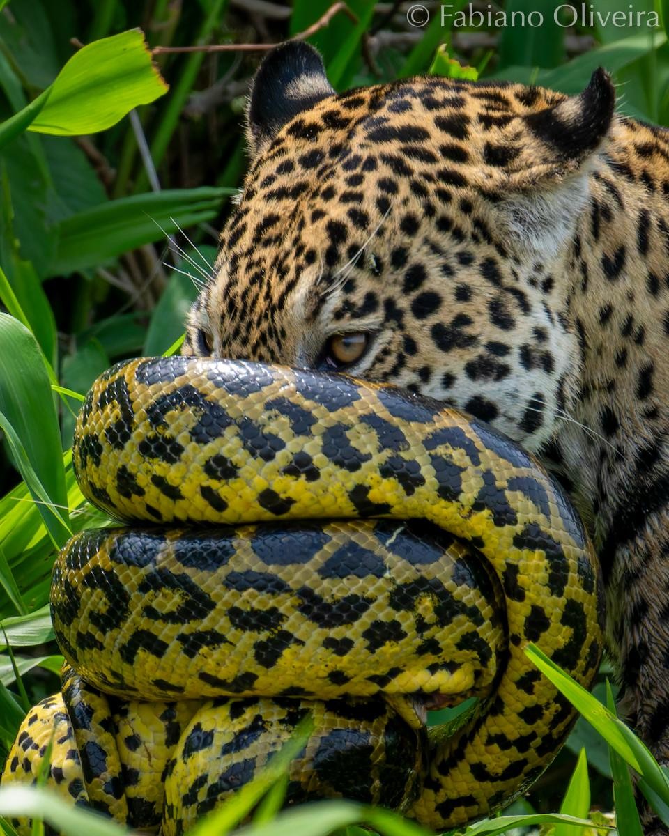 Momento em que a sucuri se enrola no focinho da Onça-pintada Medrosa — Foto: Fabiano Oliveira/ Reprodução