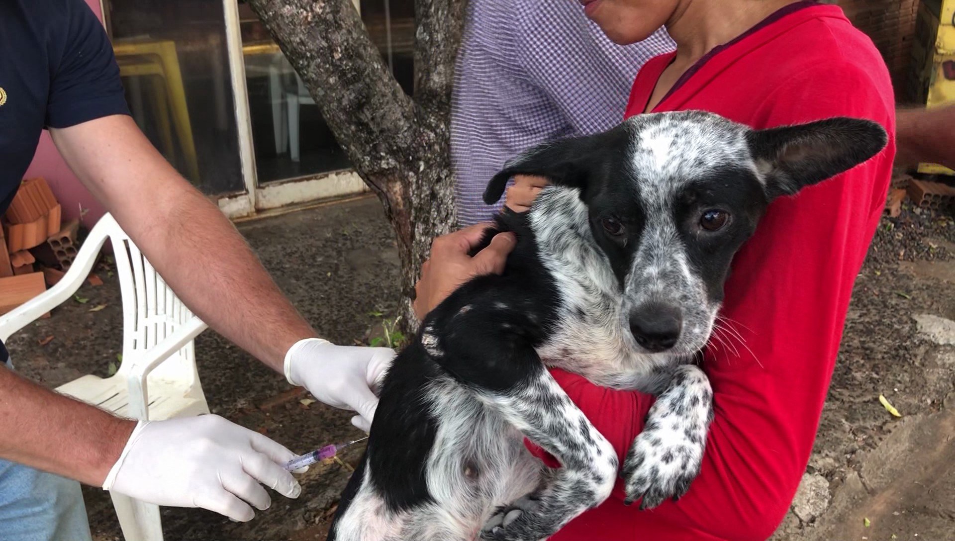 Centro de Controle de Zoonoses realiza vacinação contra a raiva em cães e gatos, em Osvaldo Cruz 