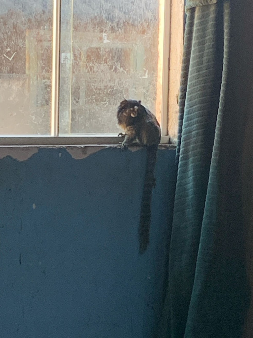 Sagui apreendido na Operação Liga dos Campeões em Uberlândia — Foto: Gaeco/Divulgação
