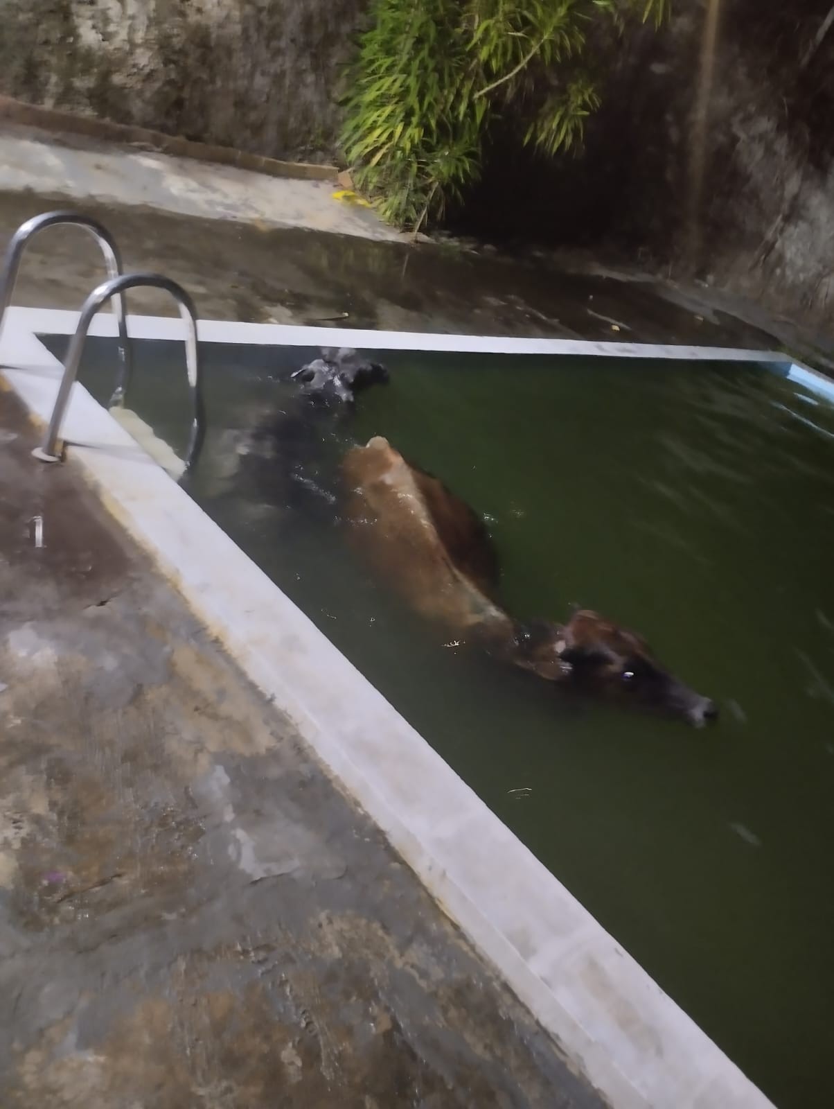 Bois caem em piscina e são resgatados por bombeiros em Além Paraíba