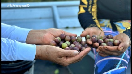 Naturatins realiza projeto de preservação e fomento na produção do camu-camu no TO