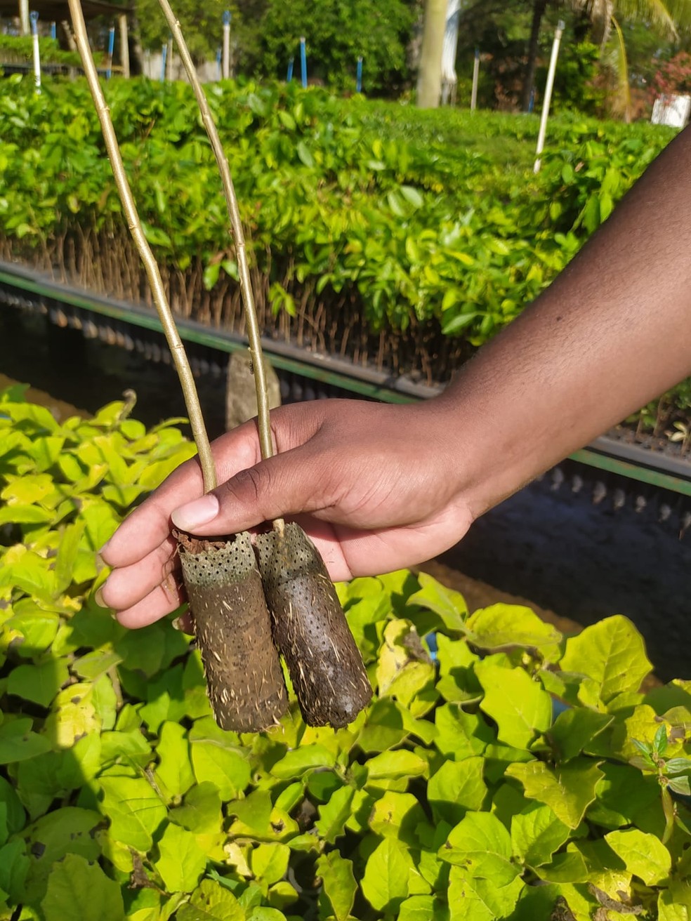 'Ecopotes' são usados no plantio de mudas de árvores nativas da Mata Atlântica — Foto: Arquivo/IPÊ