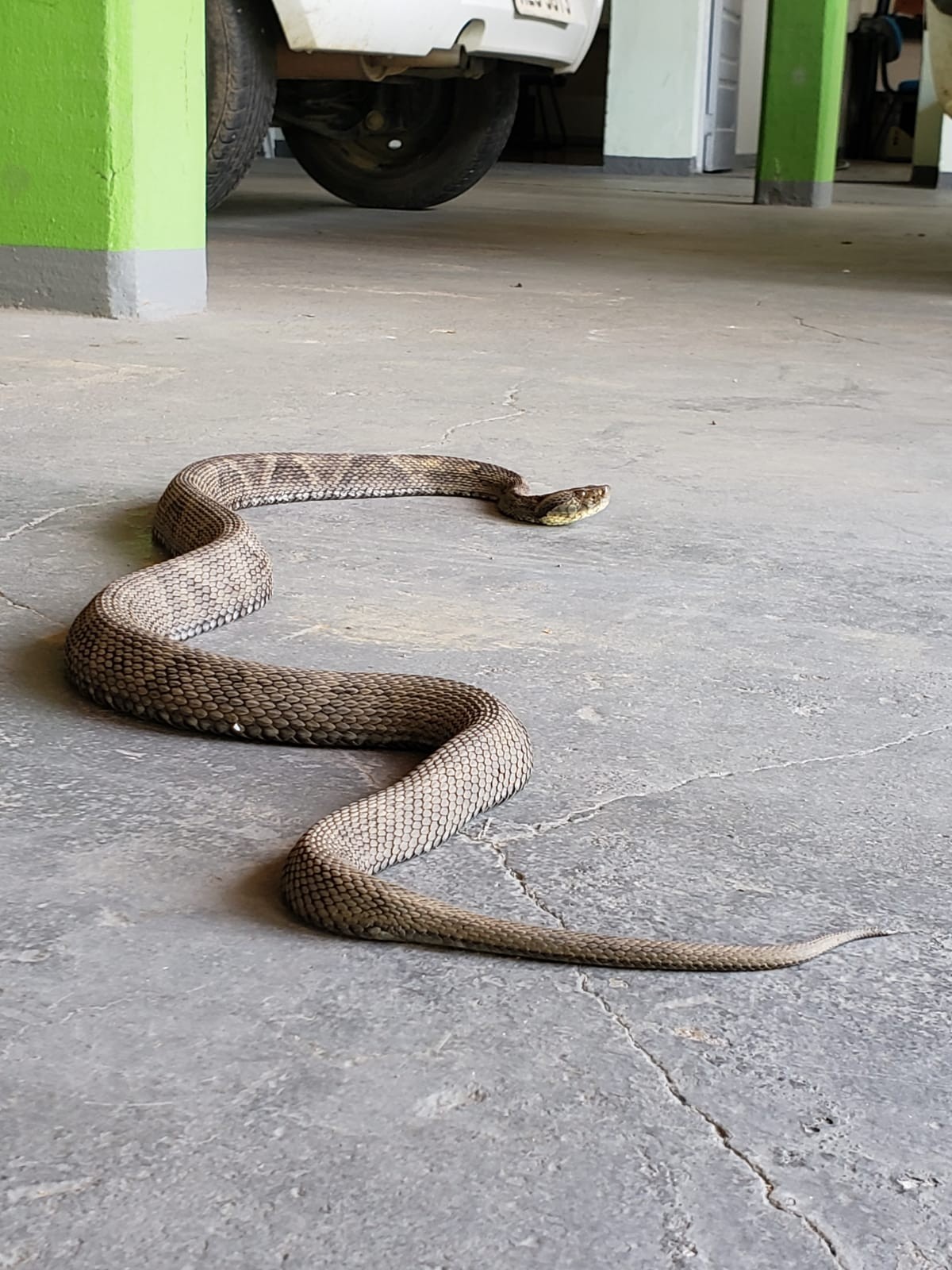 Caseiro é picado por cobra jararaca e dirige 60 km para receber atendimento em Uberlândia