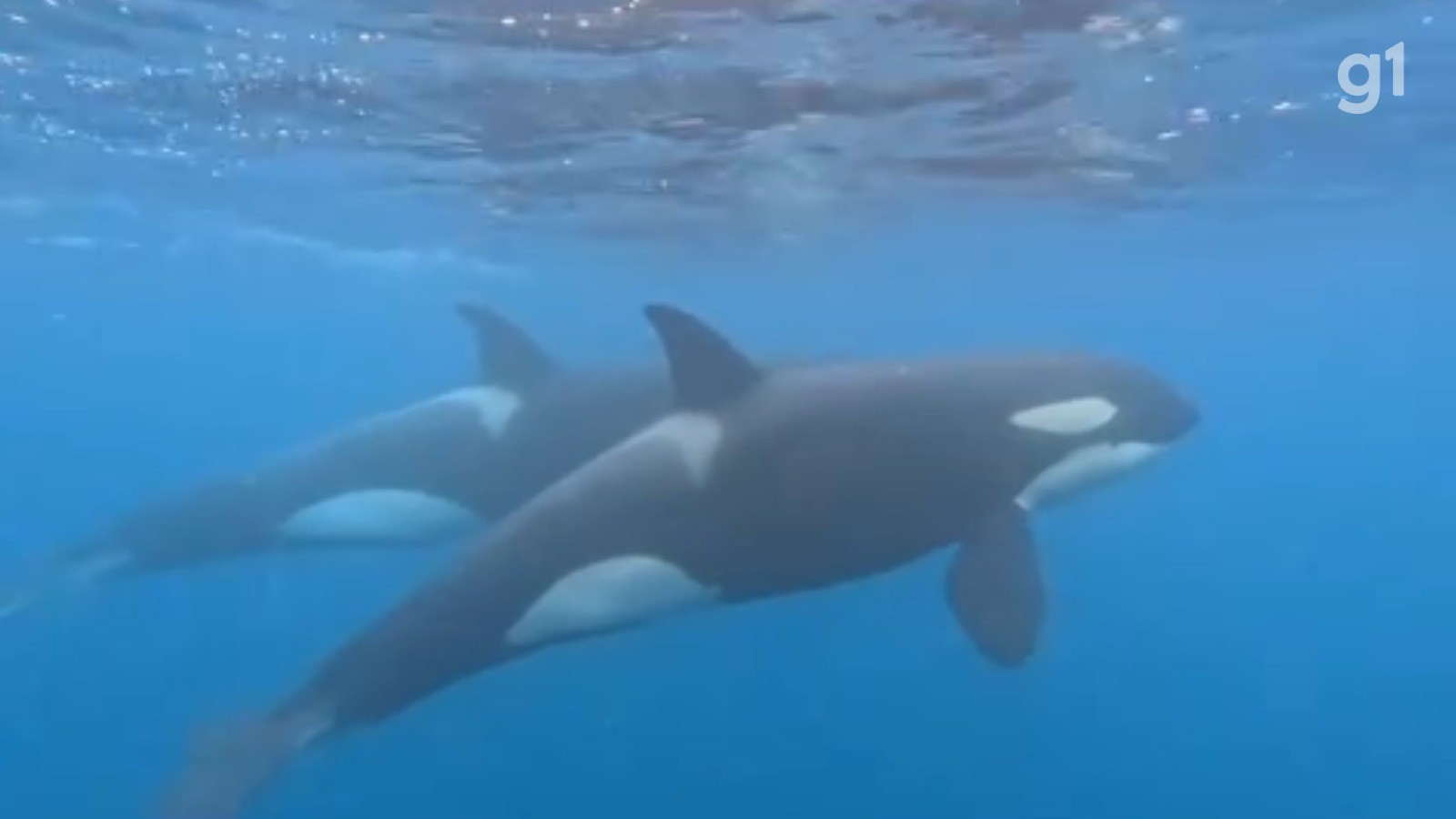 VÍDEO mostra grupo de orcas no arquipélago de Alcatrazes em São Sebastião; assista