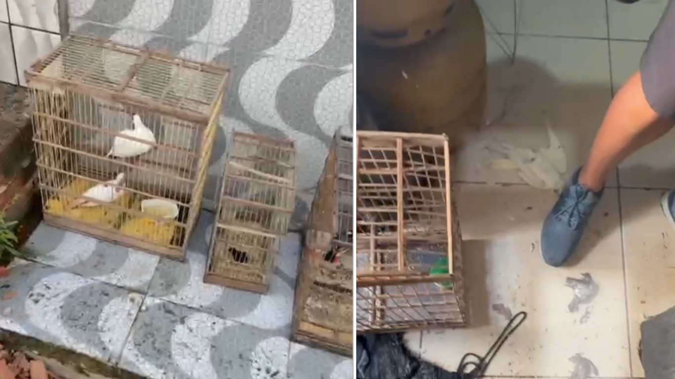 Homem é flagrado pela polícia após matar aves silvestres em Caruaru; aves viva foram resgatadas