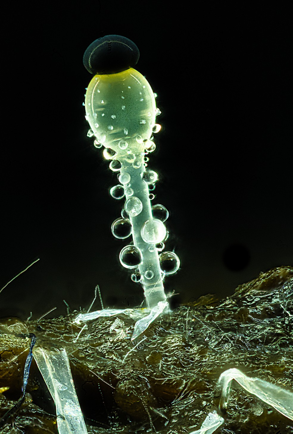 14º lugar: Fungos do gênero Pilobolus crescem sobre fezes de ovelha. — Foto: Mike Crutchley/Nikon Small World