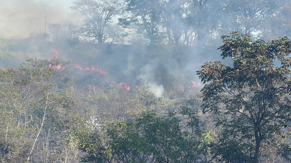 Incêndio de grandes proporções atinge área verde em Auriflama - SP
