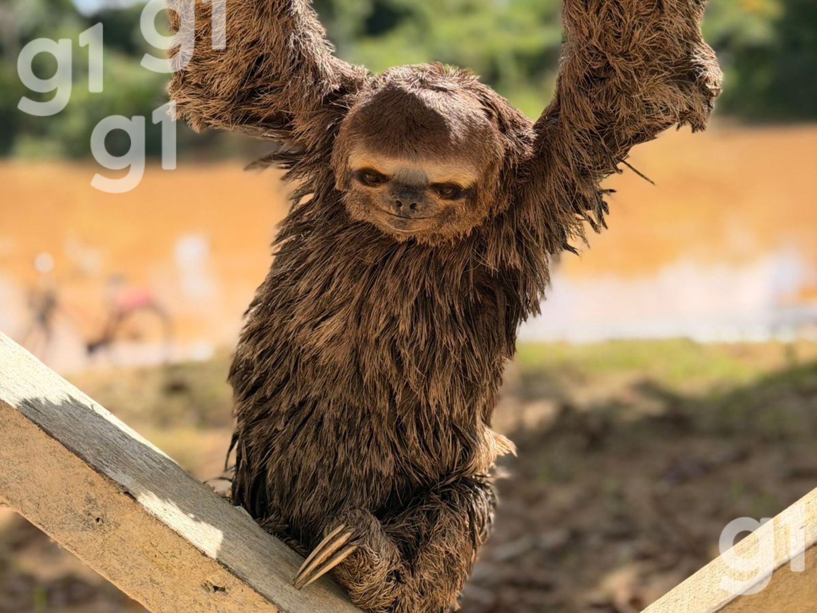 Bicho-preguiça é resgatado em praça de cidade no interior do Acre; VEJA fotos