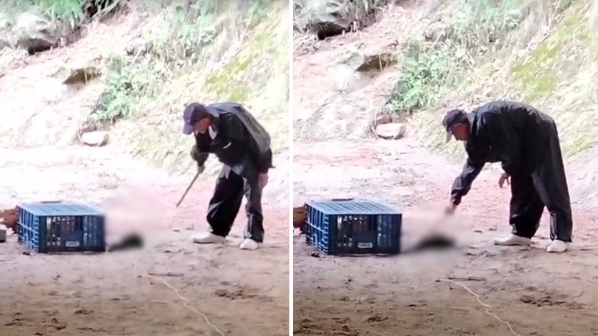 Homem é preso suspeito de matar gatos a pauladas em granja no ES; outro investigado está foragido