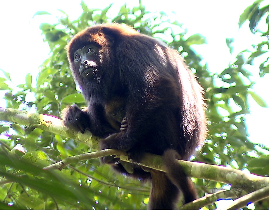Projeto ‘devolve’ bugio-ruivo às matas de Florianópolis