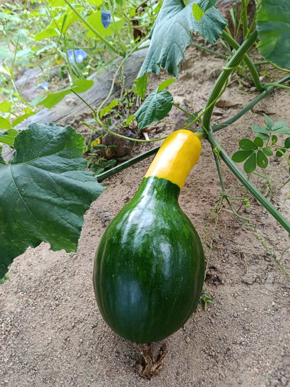 Abóbora Brasileirinha foi cultivada em Martins — Foto: Reprodução