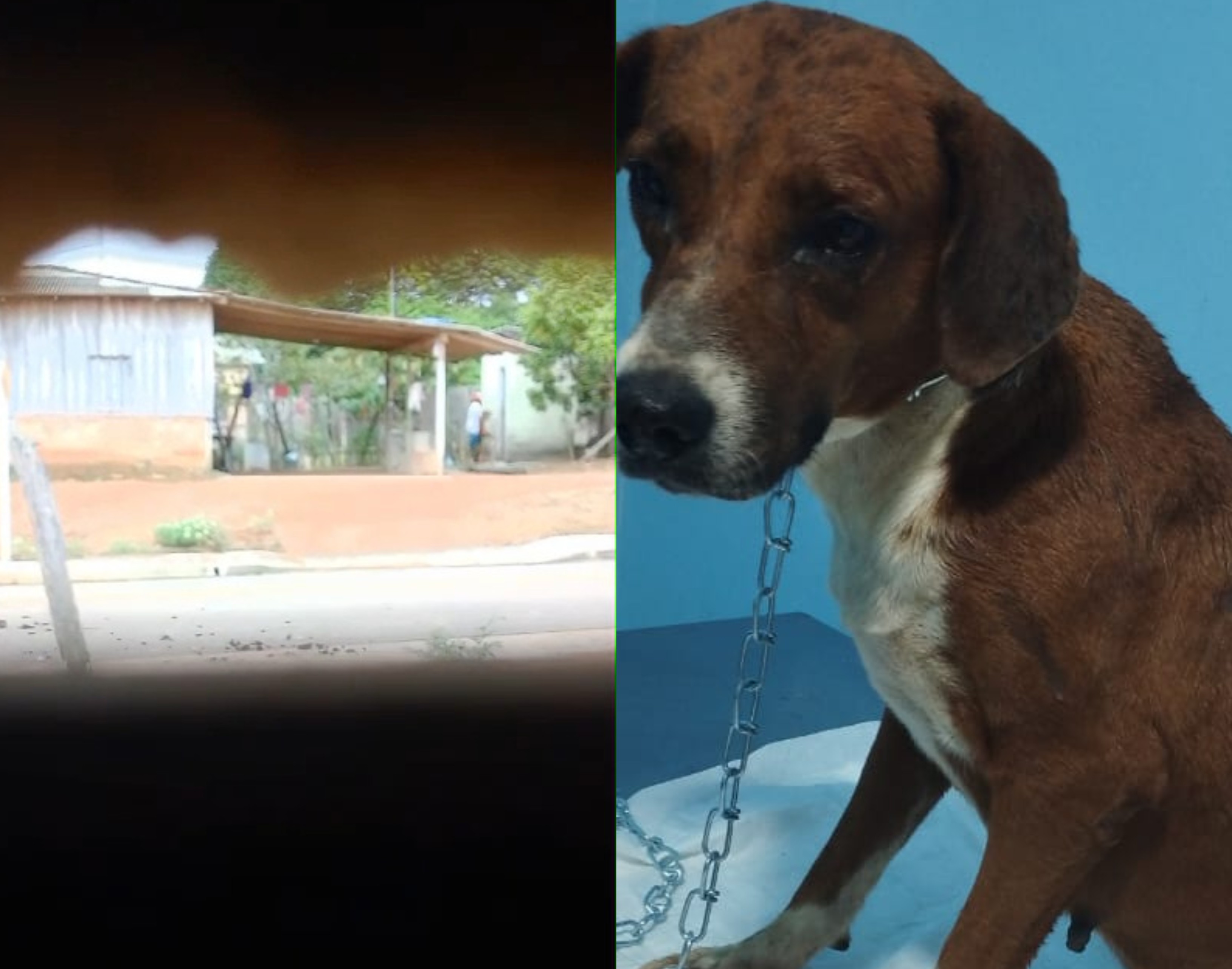 Homem é preso suspeito de estuprar cachorra caramelo em Mucajaí, no Sul de Roraima